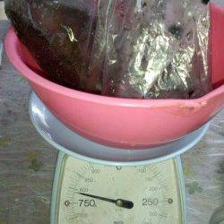 田杭漁港 早朝のエギングでコウイカ790g