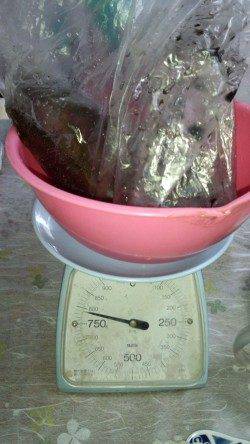 田杭漁港 早朝のエギングでコウイカ790g