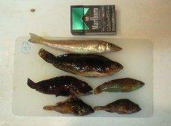 仮屋 ちょい投げでキス・ガシラなどの釣果☆