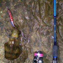 比井漁港でのエギング釣果