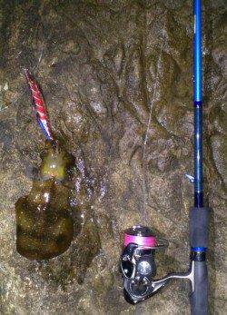 比井漁港でのエギング釣果