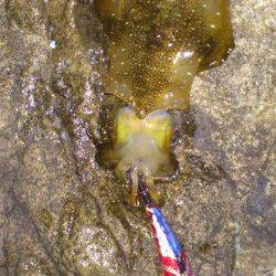 比井漁港でのエギング釣果