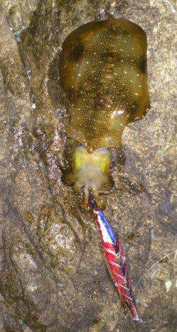 比井漁港でのエギング釣果