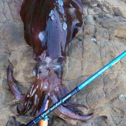 田杭漁港 エギングでアオリイカ850g！