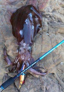 田杭漁港 エギングでアオリイカ850g！