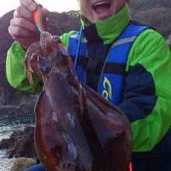 田杭漁港 エギングでアオリイカ850g！