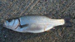 南塩谷 朝のルアー釣りでヒラスズキ43cm☆