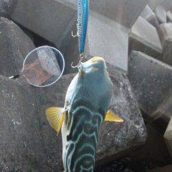 南塩谷　遠投でサゴシGET！