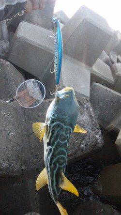 南塩谷　遠投でサゴシGET！