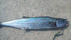 南塩谷　遠投でサゴシGET！