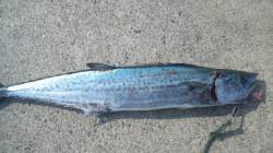 南塩谷　遠投でサゴシGET！