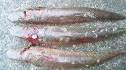 南塩谷 ルアー釣りでエソ40cmを3匹☆