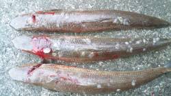 南塩谷 ルアー釣りでエソ40cmを3匹☆