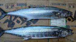 南塩谷 朝のルアー釣りでサゴシ55cm＆5…