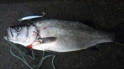 南塩谷 ルアーでヒラスズキ53cm＆59cm ベイトと同じサイズのルアー使用