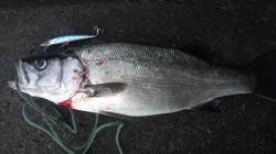 南塩谷 ルアーでヒラスズキ53cm＆59c…