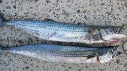 南塩谷 ルアーでサゴシ59＆61cm ベイトはカタクチイワシ