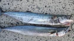 南塩谷 ルアーでサゴシ59＆61cm ベイ…