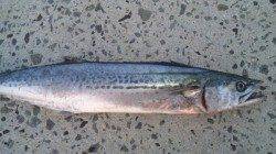 南塩谷 ルアーでサゴシ59＆61cm ベイトはカタクチイワシ