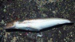 南塩谷、ルアーでエソのアタリを楽しめました★