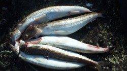 南塩谷、ルアーでエソのアタリを楽しめました★