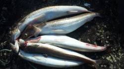 南塩谷、ルアーでエソのアタリを楽しめました…