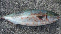 美浜エリアでルアー釣り、72cmのメジロ！！48cmのヒラスズキＧＥＴ♪