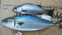 美浜エリアでルアー釣り、72cmのメジロ！！48cmのヒラスズキＧＥＴ♪