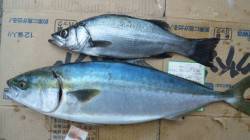 美浜エリアでルアー釣り、72cmのメジロ！…