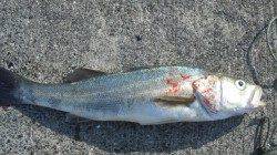 南塩谷 ルアーでシーバス67㎝＆70㎝！