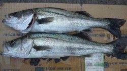 南塩谷 ルアーでシーバス67㎝＆70㎝！