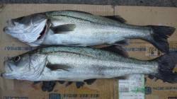 南塩谷 ルアーでシーバス67㎝＆70㎝！