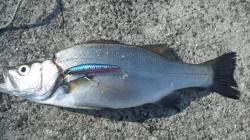 南塩谷、ルアー釣りでヒラスズキとチヌＧＥＴ…