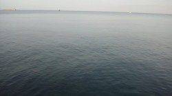 南塩谷 ベタ凪・無風・クリアの条件でヒラスズキ43cm