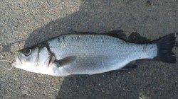 南塩谷 ベタ凪・無風・クリアの条件でヒラスズキ43cm