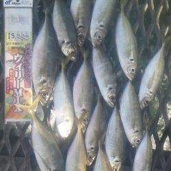 とっとパーク小島 マアジ18～27ｃｍ17匹の他、メイタガレイなども