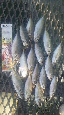 とっとパーク小島 マアジ18～27ｃｍ17匹の他、メイタガレイなども