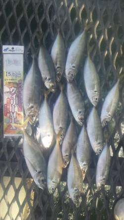 とっとパーク小島 マアジ18～27ｃｍ17…