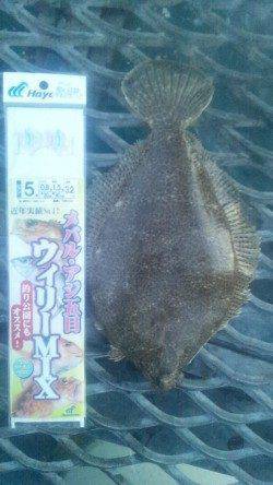 とっとパーク小島 マアジ18～27ｃｍ17匹の他、メイタガレイなども