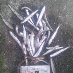 淀川河口 夕方のサビキで小鮎40匹☆エサ無しでもOK