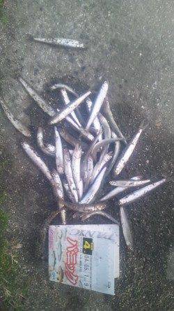 淀川河口 夕方のサビキで小鮎40匹☆エサ無しでもOK