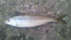 淀川河口 夕方のサビキで小鮎40匹☆エサ無しでもOK