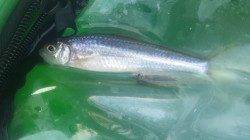 淀川河口 パニック仕掛けでモロコ＆カマツカ