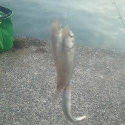 淀川河口 パニック仕掛けでコアユ・オイカワ？