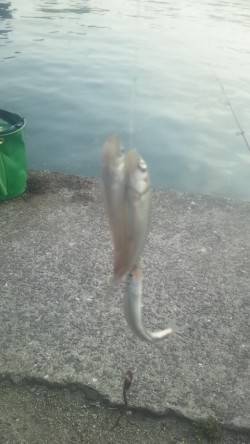 淀川河口 パニック仕掛けでコアユ・オイカワ…