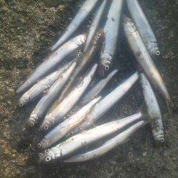 淀川河口 パニック仕掛けでコアユ・オイカワ？