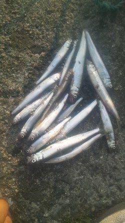 淀川河口 パニック仕掛けでコアユ・オイカワ？