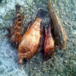 アジュール舞子 投げ＆ズボ釣りでガシラ・メゴチ・メバル