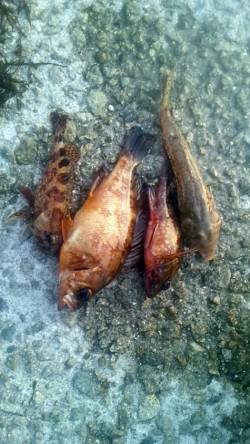 アジュール舞子 投げ＆ズボ釣りでガシラ・メ…