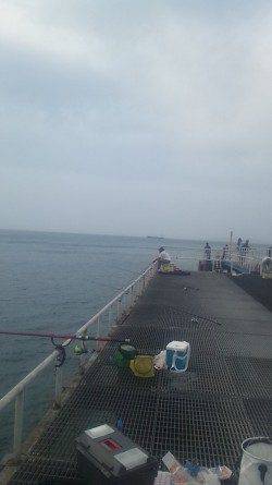 シモツピアーランド サビキ＆ズボ釣りで ガシラ・マアジ・イワシなど！